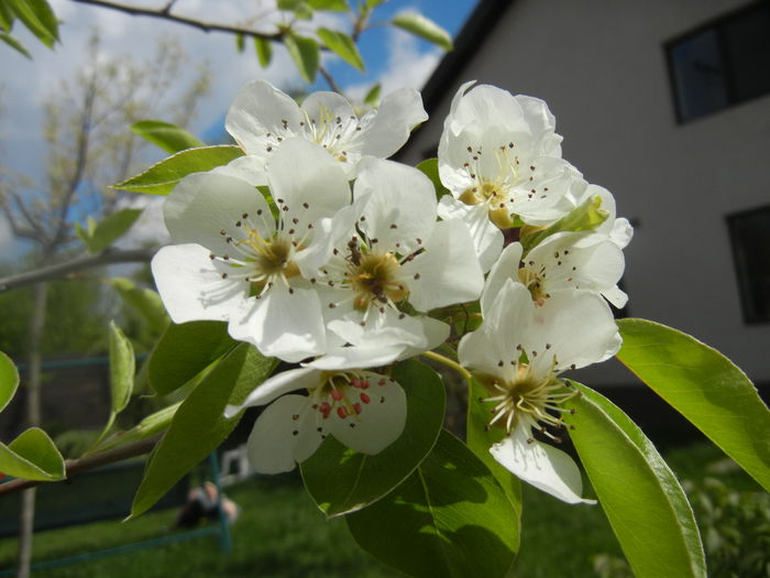Pear Tree Blossom (2014, April 13) Pear Tree Blossom (2014, April 13)