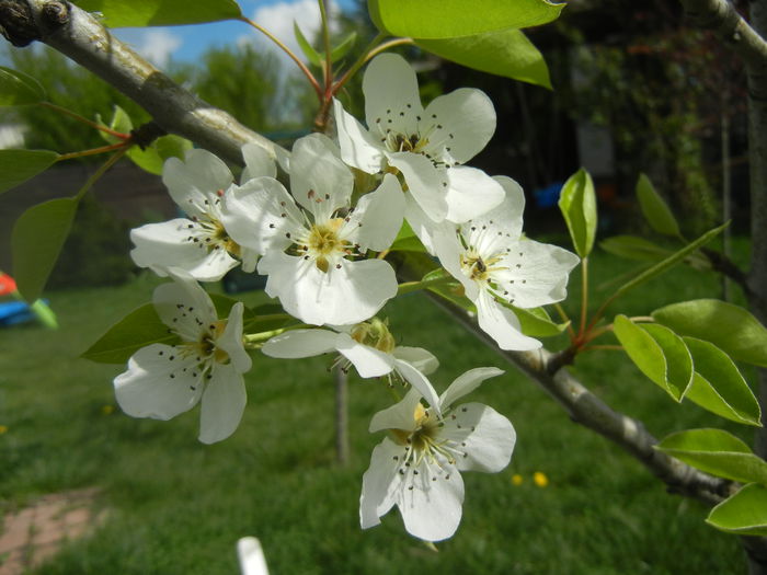Pear Tree Blossom (2014, April 13)