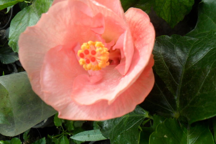 name 029 - hibiscusi 2014-3