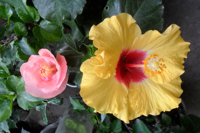 name 030 - hibiscusi 2014-3