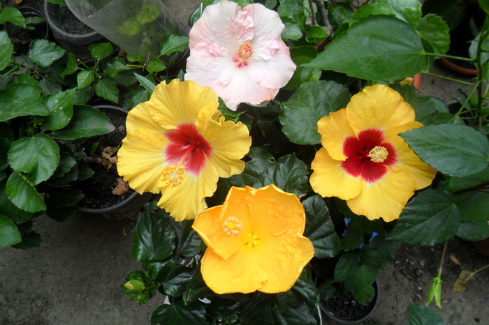 name 037 - hibiscusi 2014-3