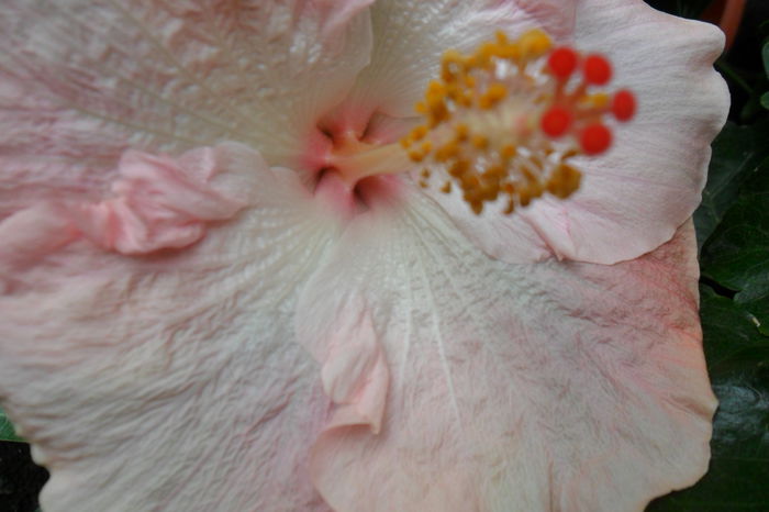 name 040 - hibiscusi 2014-3