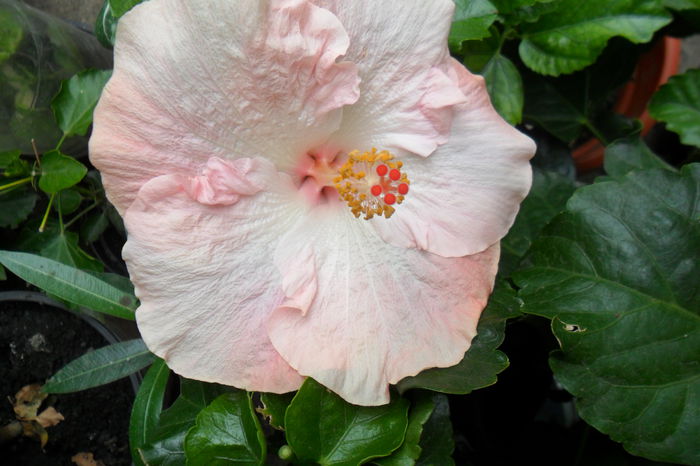 name 041 - hibiscusi 2014-3