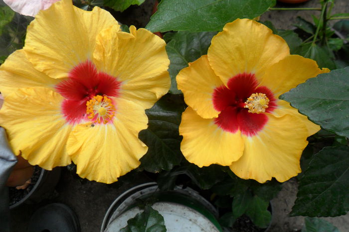 name 043 - hibiscusi 2014-3