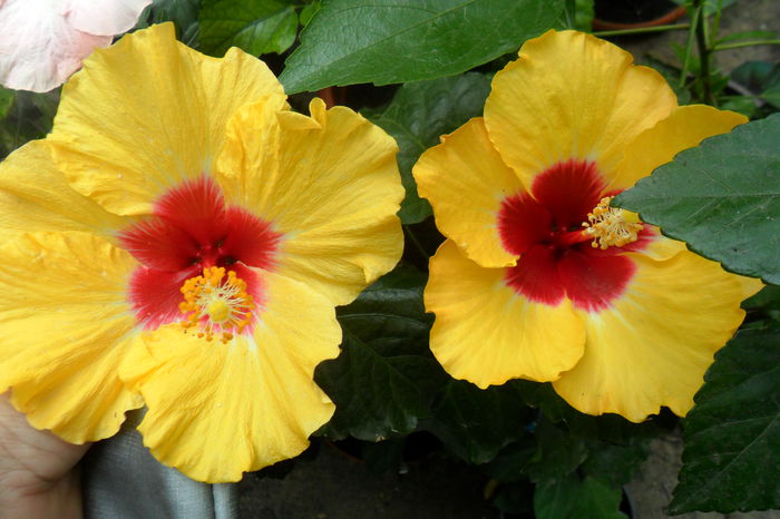 name 044 - hibiscusi 2014-3