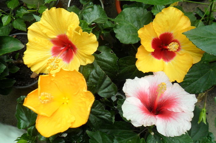 name 045 - hibiscusi 2014-3