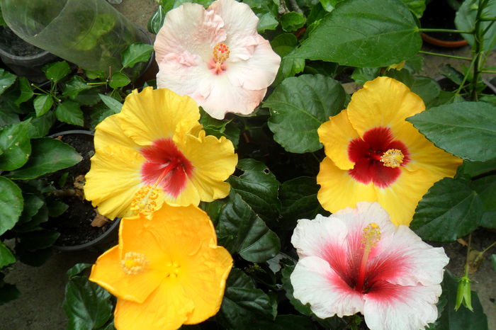 name 046 - hibiscusi 2014-3