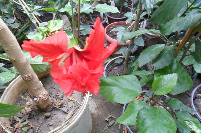 name 048 - hibiscusi 2014-3
