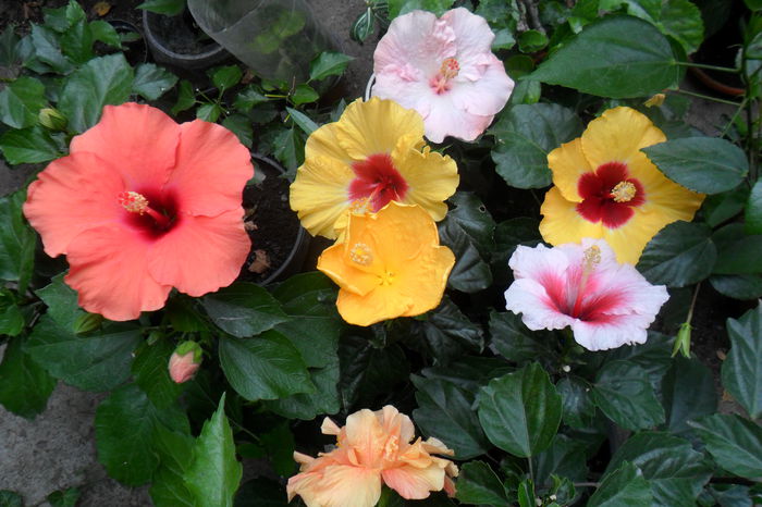 name 049 - hibiscusi 2014-3