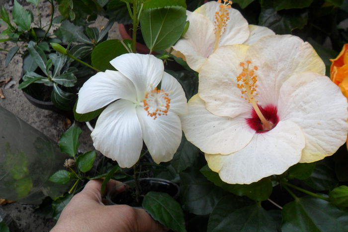 name 055 - hibiscusi 2014-3