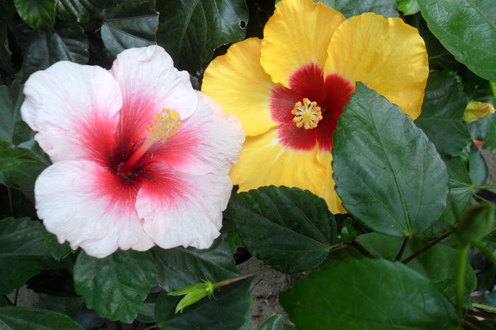 name 056 - hibiscusi 2014-3