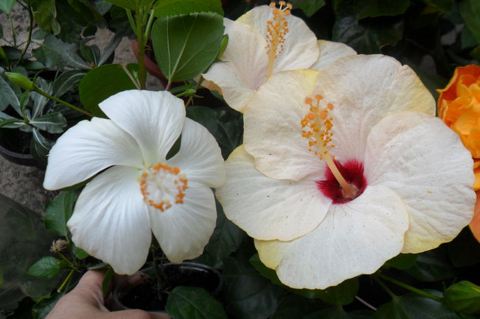 name 057 - hibiscusi 2014-3