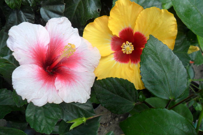 name 058 - hibiscusi 2014-3