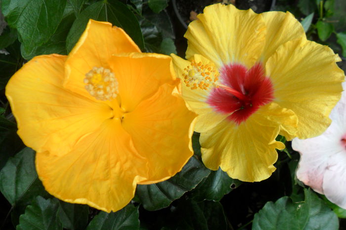 name 059 - hibiscusi 2014-3