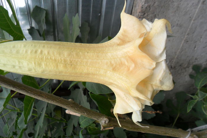 name 060 - hibiscusi 2014-3