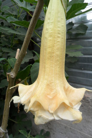 name 061 - hibiscusi 2014-3