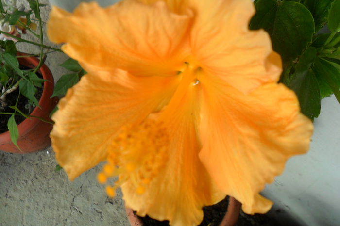 name 076 - hibiscusi 2014-3