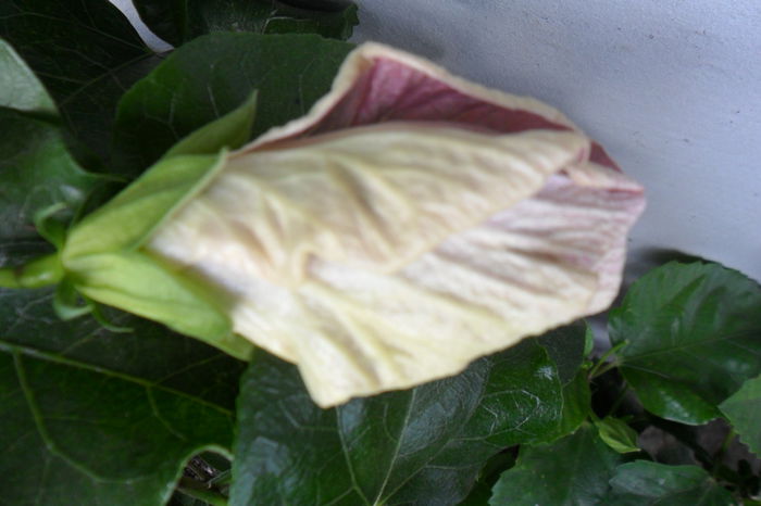 name 078 - hibiscusi 2014-3
