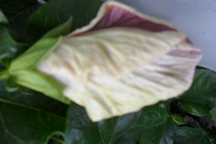 name 079 - hibiscusi 2014-3