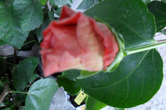 name 080 - hibiscusi 2014-3