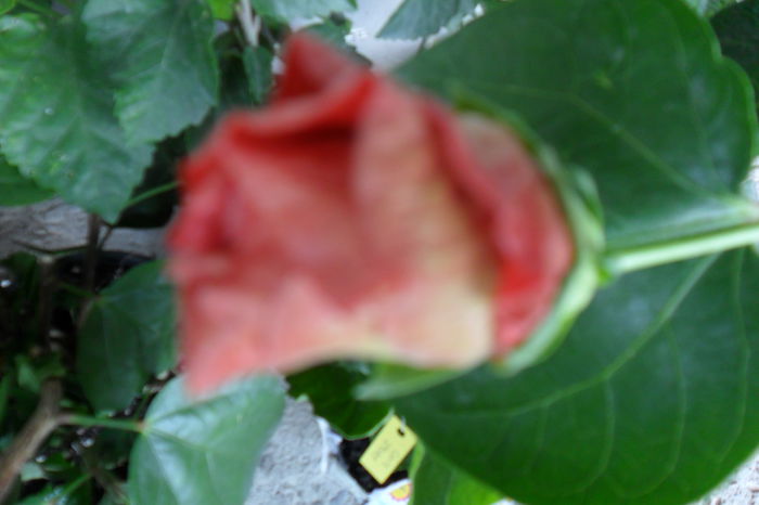 name 081 - hibiscusi 2014-3