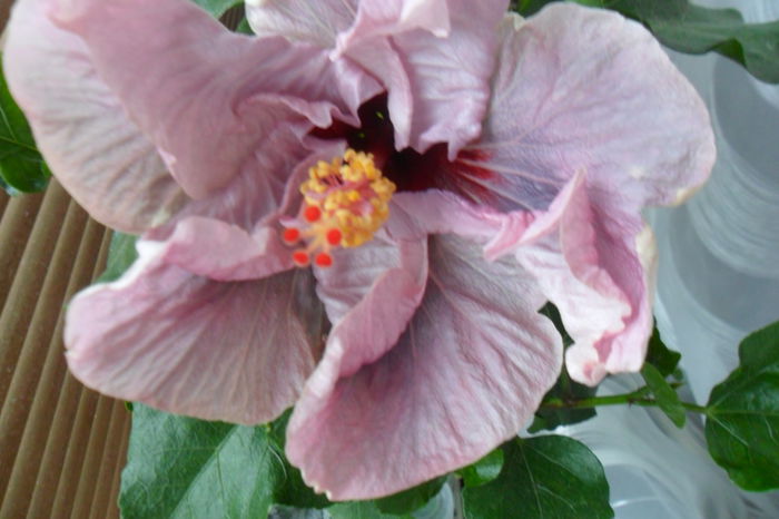 name 088 - hibiscusi 2014-3