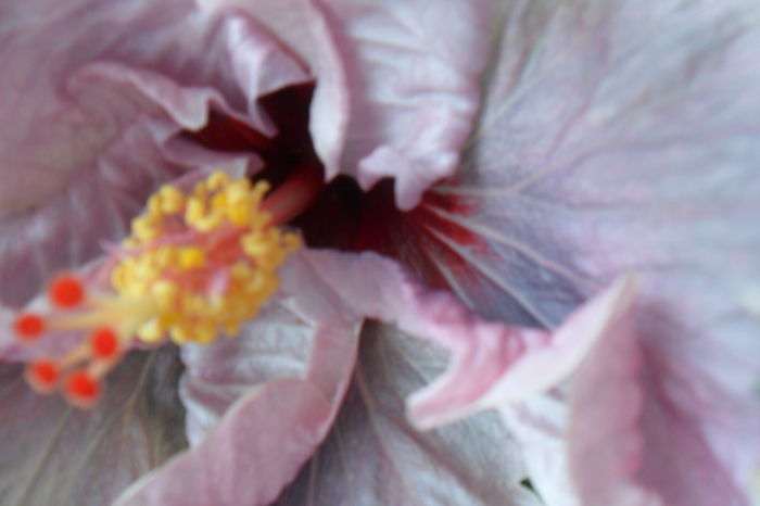 name 090 - hibiscusi 2014-3