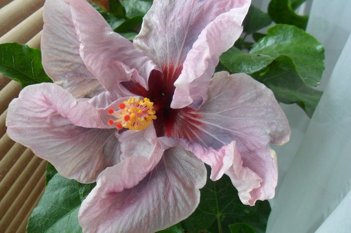 name 101 - hibiscusi 2014-3