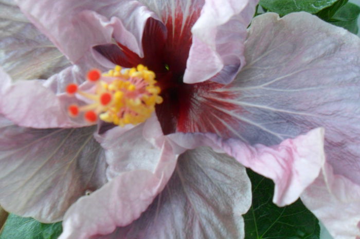 name 103 - hibiscusi 2014-3