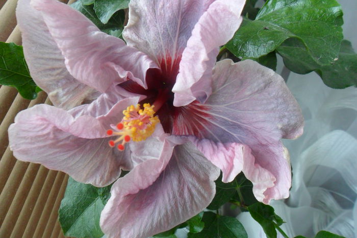 name 105 - hibiscusi 2014-3