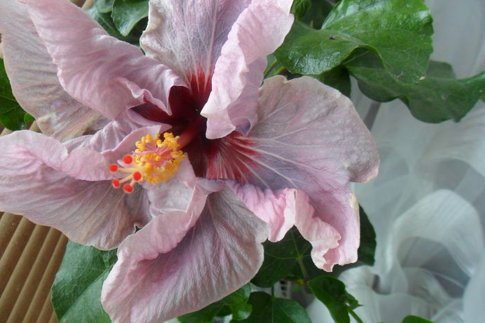 name 106 - hibiscusi 2014-3