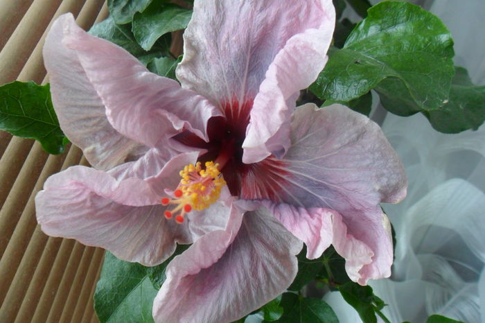 name 108 - hibiscusi 2014-3