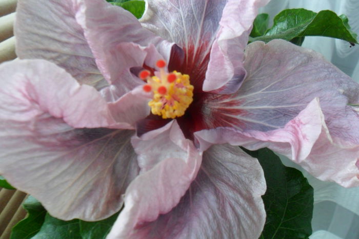 name 109 - hibiscusi 2014-3