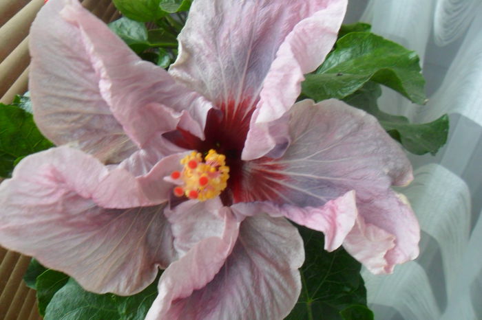 name 110 - hibiscusi 2014-3