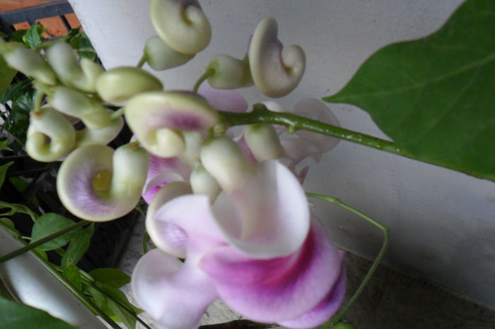 name 009 - pasiflore -soiuri ----2012