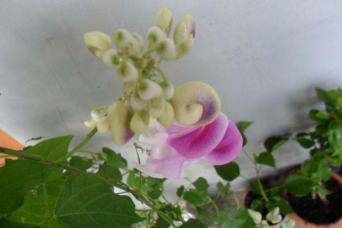 name 010 - pasiflore -soiuri ----2012