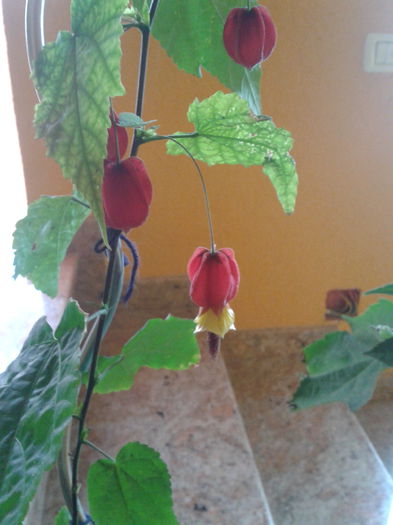 megapotamicum - abutilon