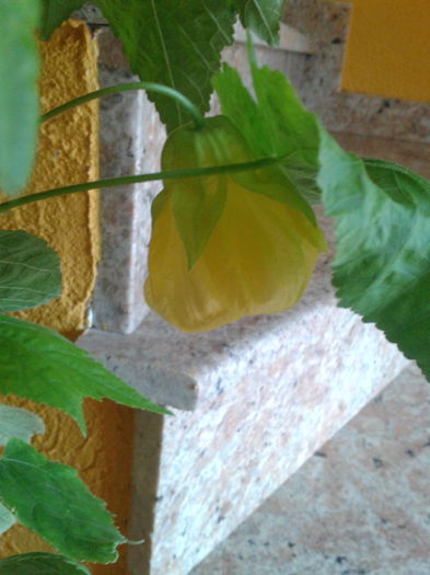 2014-09-23 14.05.02 - abutilon