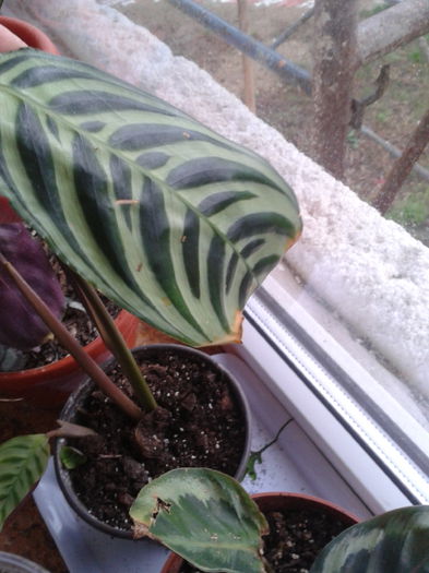 2014-09-22 18.51.11 - calathea