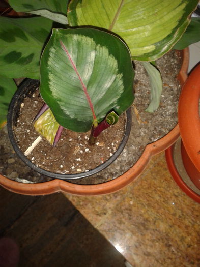 2014-09-22 18.52.04 - calathea