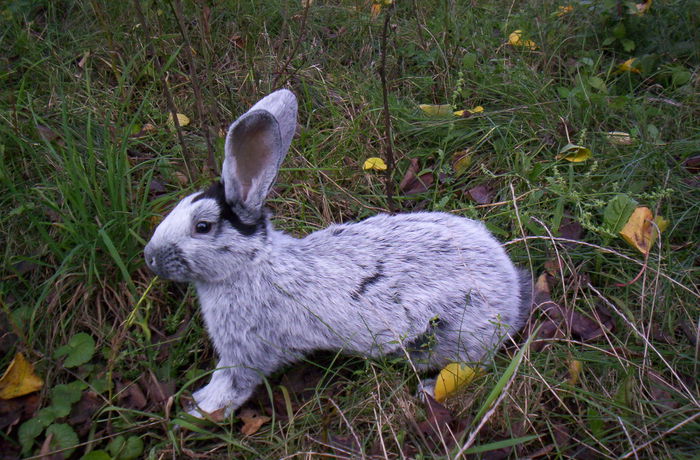 argintiu in crestere - A iepuri nascuti in 2014