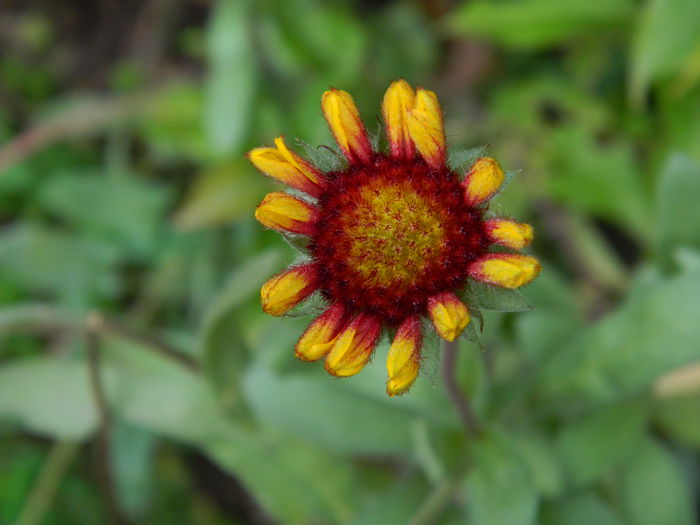 DSCN9554