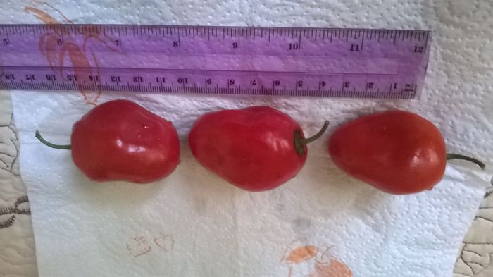 Rocoto rosu1