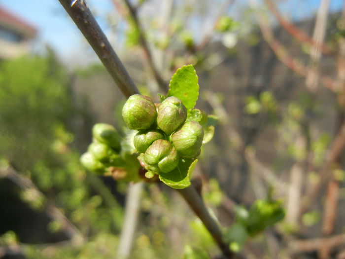 Sour Cherry Blossom (2014, March 27)