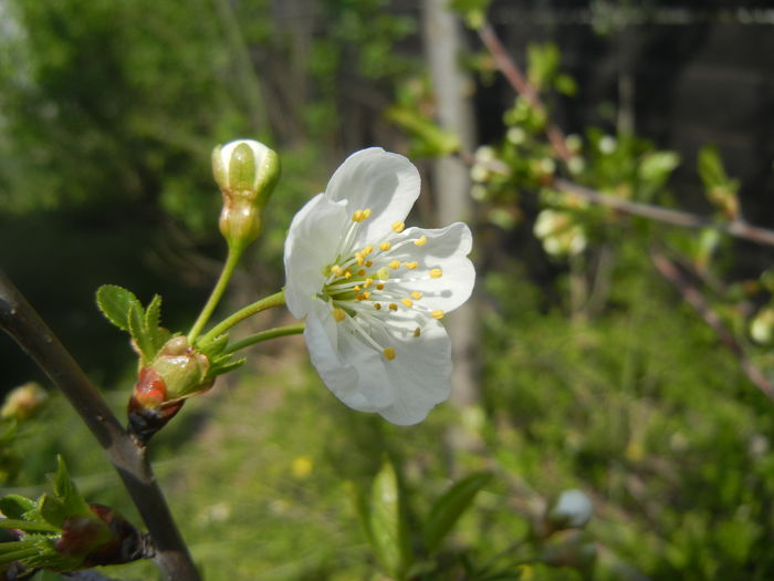 Sour Cherry Blossom (2014, April 01) - Sour Cherry Tree_Visin