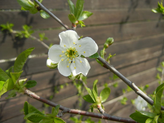 Sour Cherry Blossom (2014, April 01)