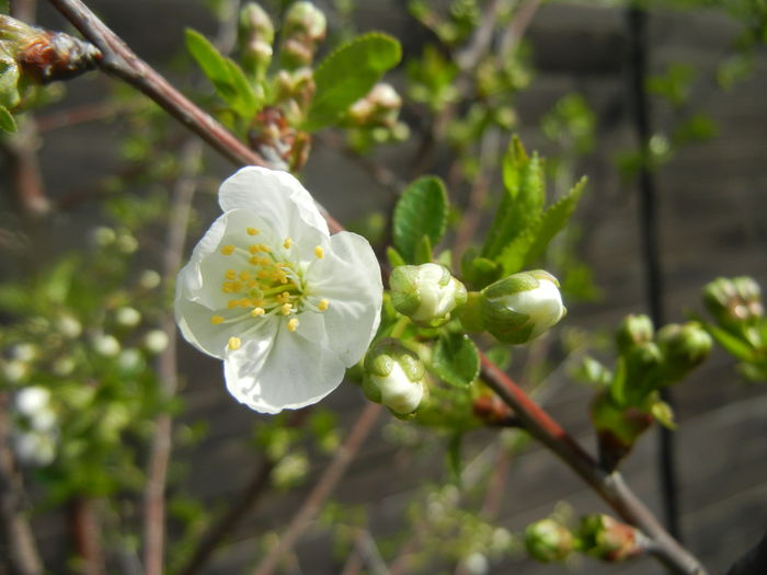 Sour Cherry Blossom (2014, April 01) - Sour Cherry Tree_Visin