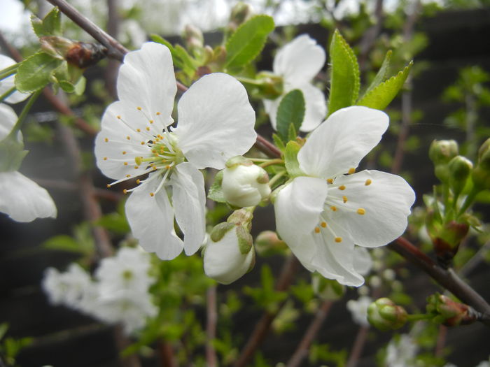 Sour Cherry Blossom (2014, April 03) - Sour Cherry Tree_Visin