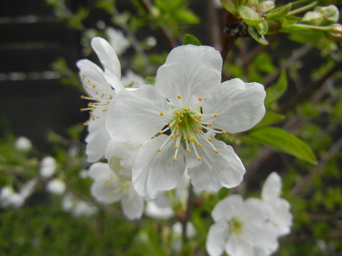 Sour Cherry Blossom (2014, April 03) - Sour Cherry Tree_Visin