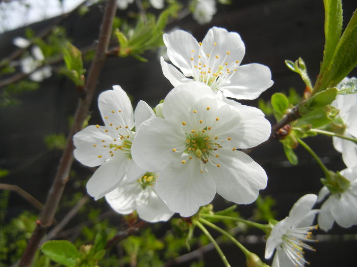 Sour Cherry Blossom (2014, April 03)